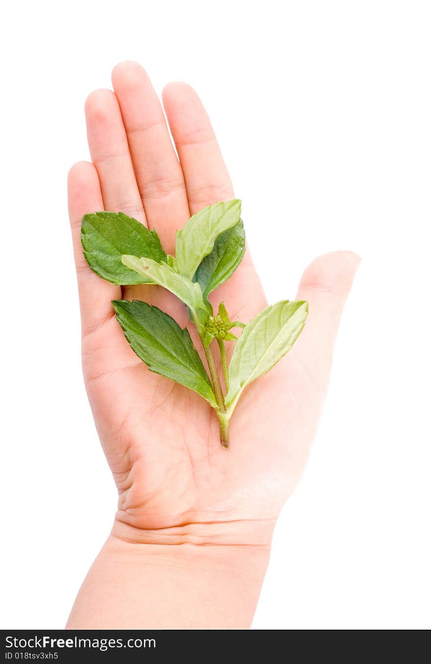 Holding Leaf Isolated