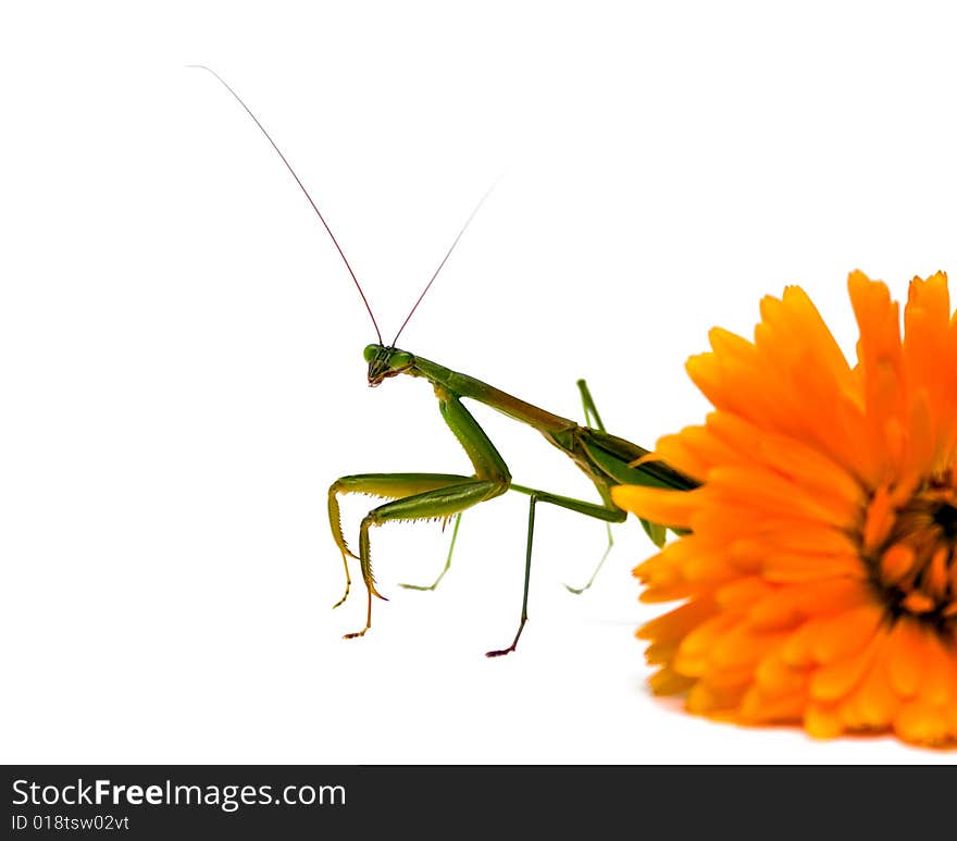 Adult male praying mantis walking out from behind and orange flower. Isolated on white background. Adult male praying mantis walking out from behind and orange flower. Isolated on white background.