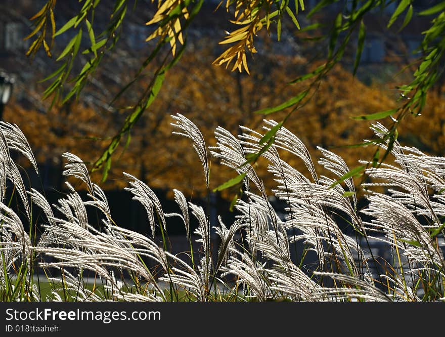 This was shot at the bank of East River of New York City on Nov. 9, 2008. This was shot at the bank of East River of New York City on Nov. 9, 2008