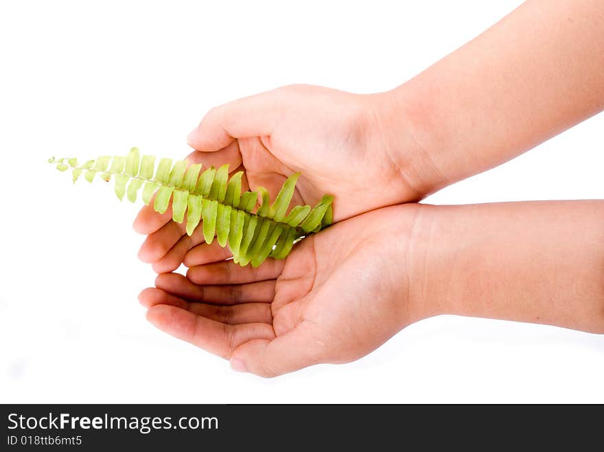 Holding leaf isolated