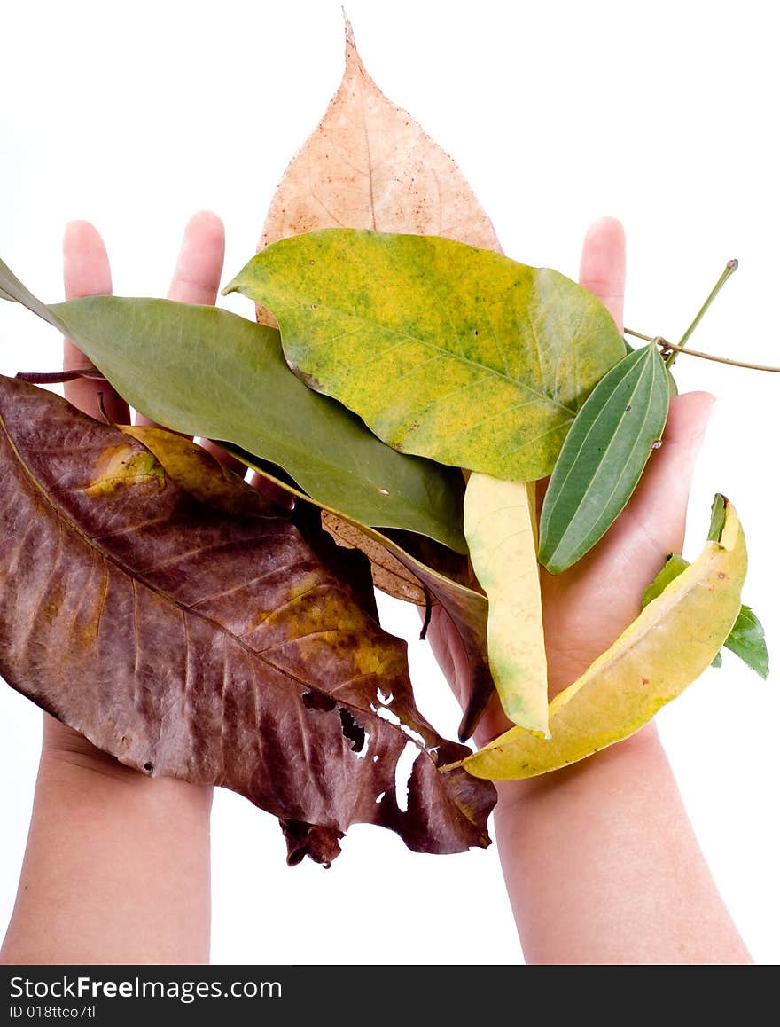 Holding Leaf Isolated