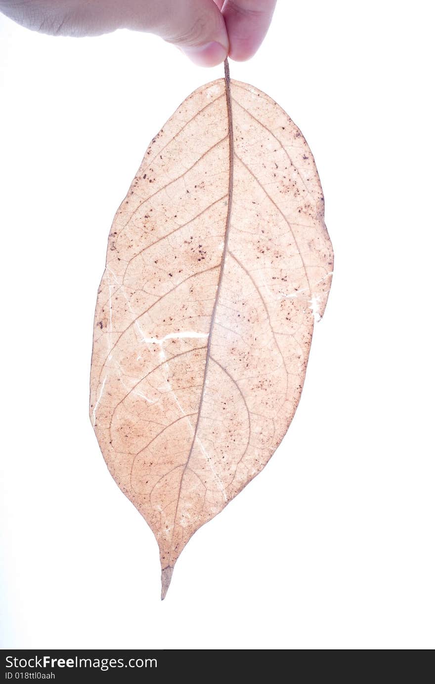 Holding leaf isolated