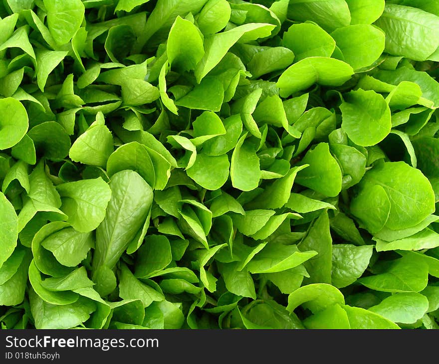 Little lettuce plants