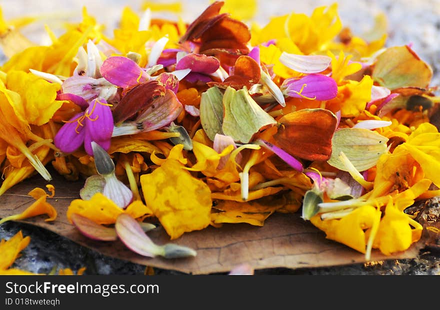 Colorful petals,flower petals on the ground