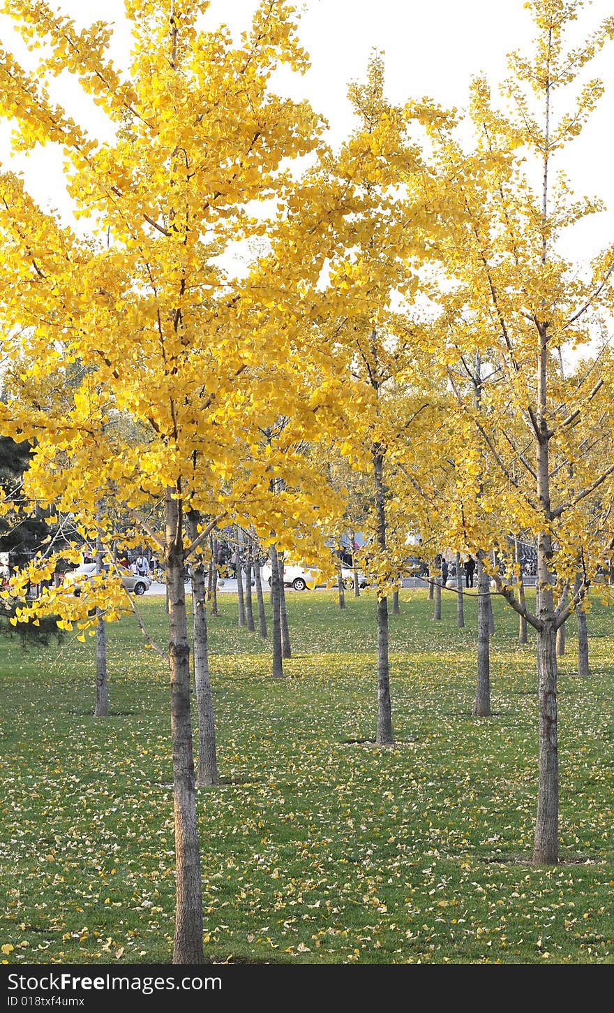 Ginkgo trees in autumn