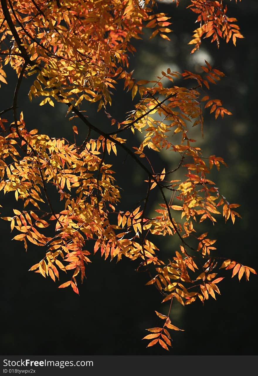 Yellow autumn leaf in the forest. Yellow autumn leaf in the forest