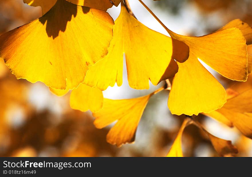 Yellow ginkgo leaves in autumn,. Yellow ginkgo leaves in autumn,