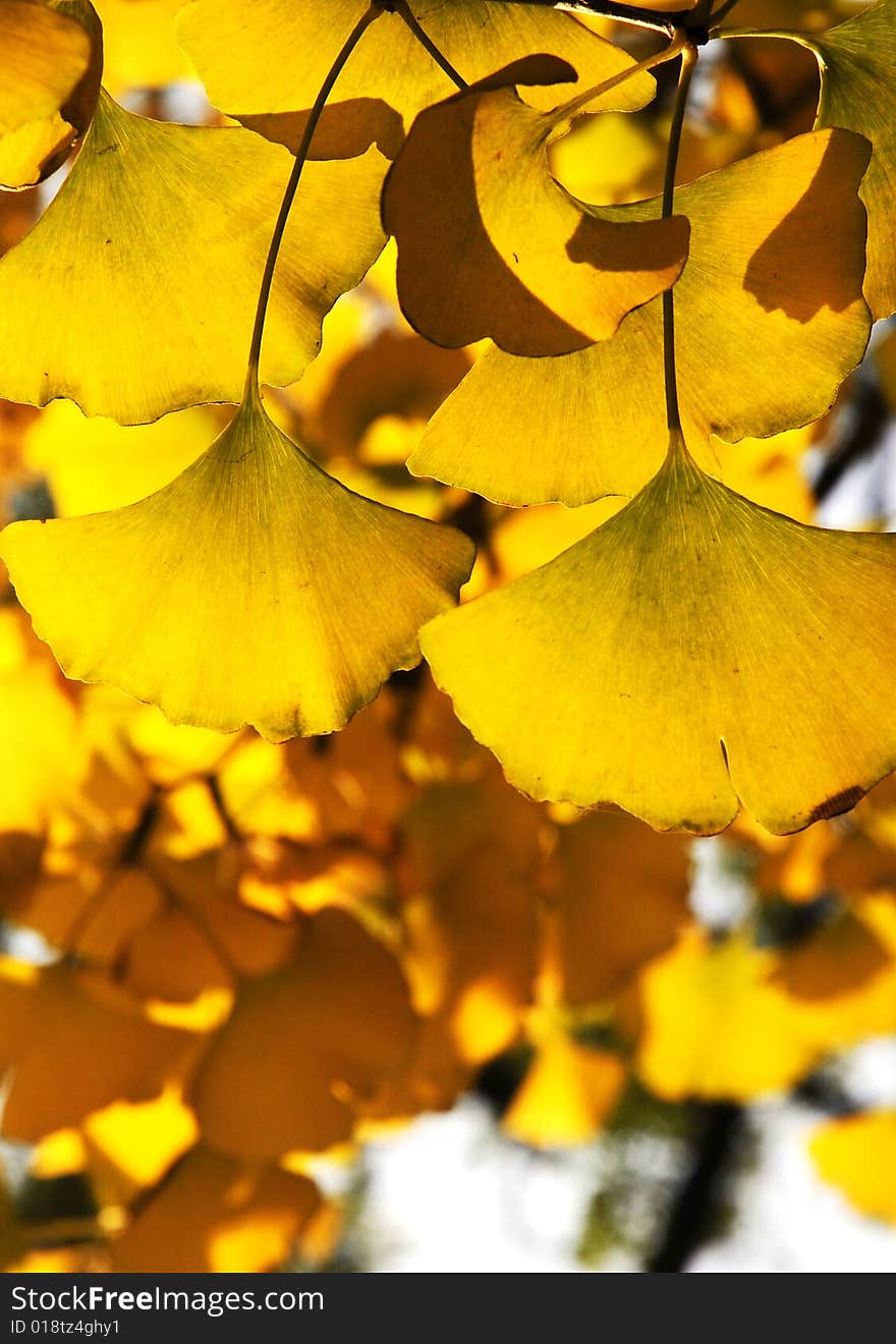 Yellow ginkgo leaves in autumn,. Yellow ginkgo leaves in autumn,