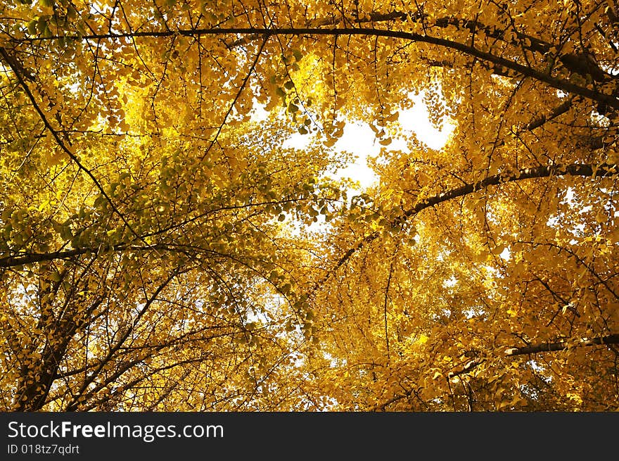 Yellow ginkgo leaves in autumn, fall is coming. Yellow ginkgo leaves in autumn, fall is coming