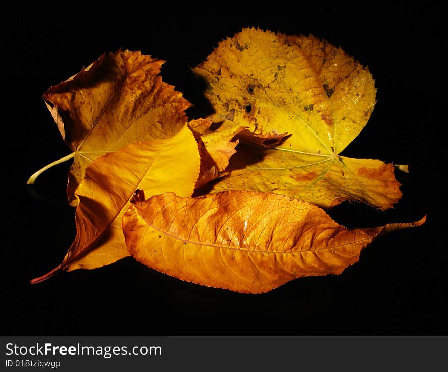 Autumn leaves