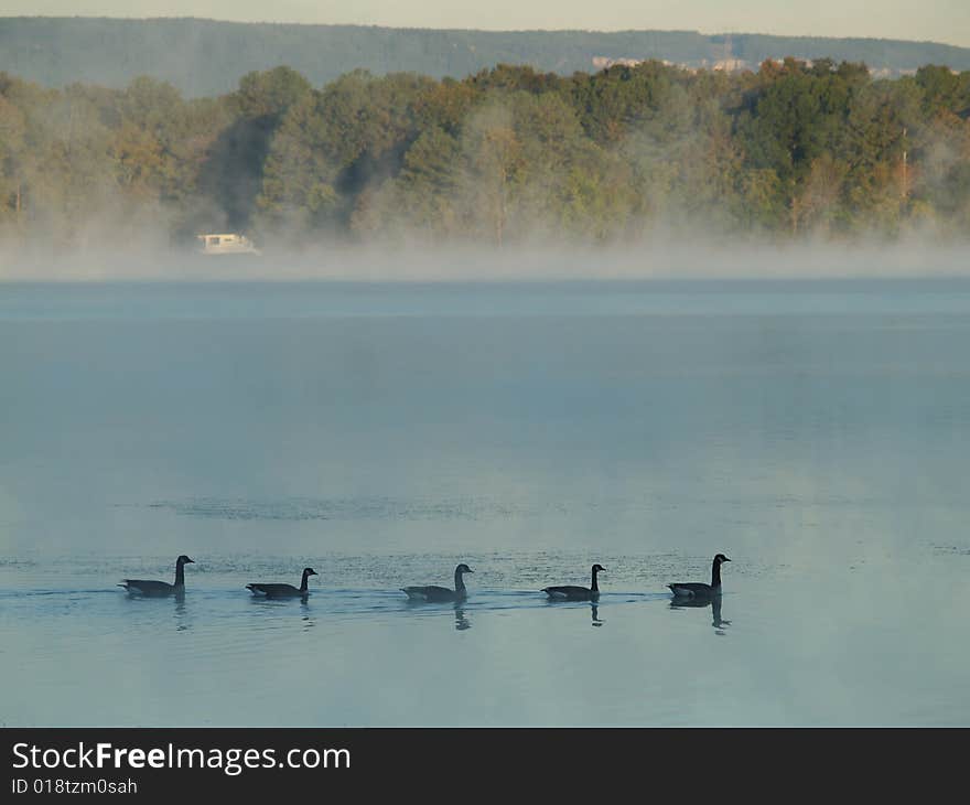 Geese on a foggy morning