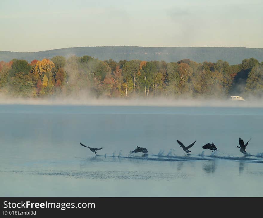 Geese flying