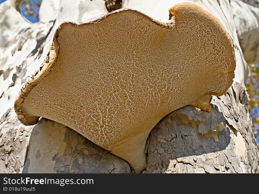 Underside view of the Dryads Saddle Fungus or Pheasants Back Mushroom which grows mainly on Elm trees in USA. Underside view of the Dryads Saddle Fungus or Pheasants Back Mushroom which grows mainly on Elm trees in USA.