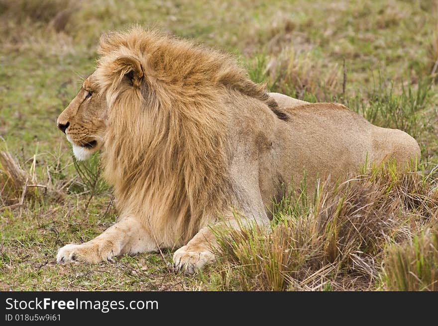 A young Lion looks away. A young Lion looks away