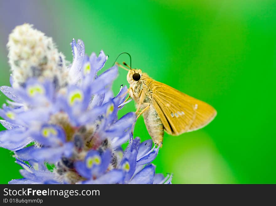 Detail of butterfly and flower