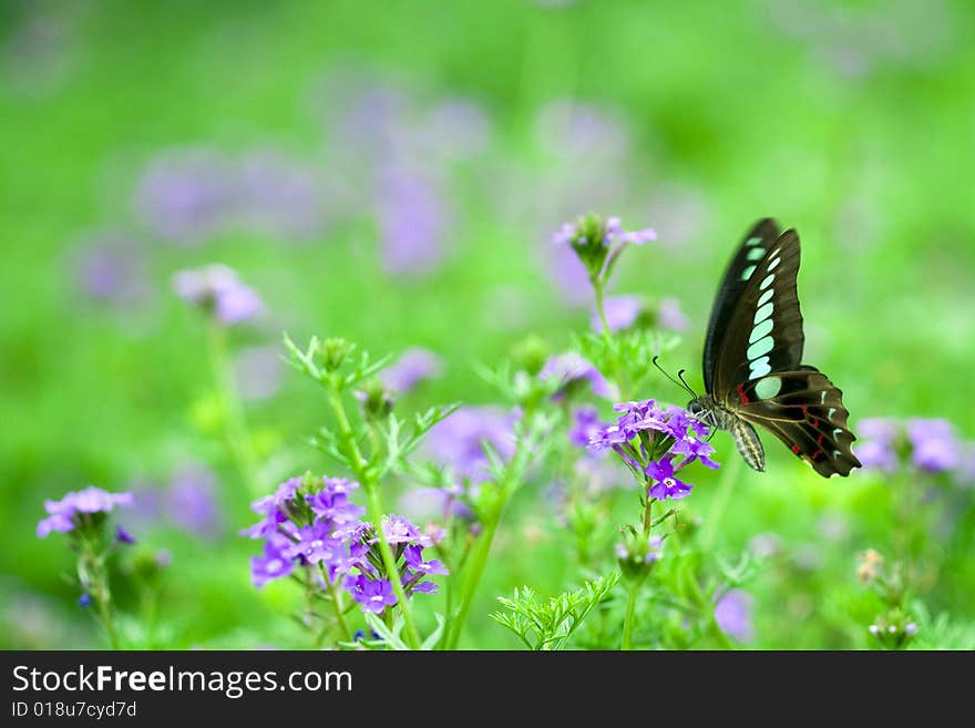 Butterfly & flower