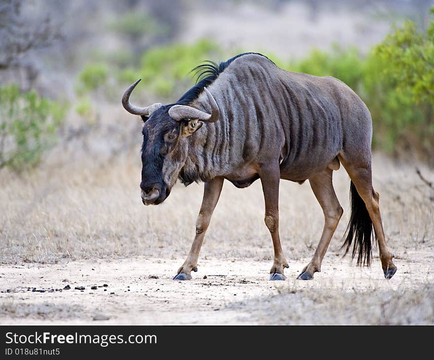 Wildebeest Bull