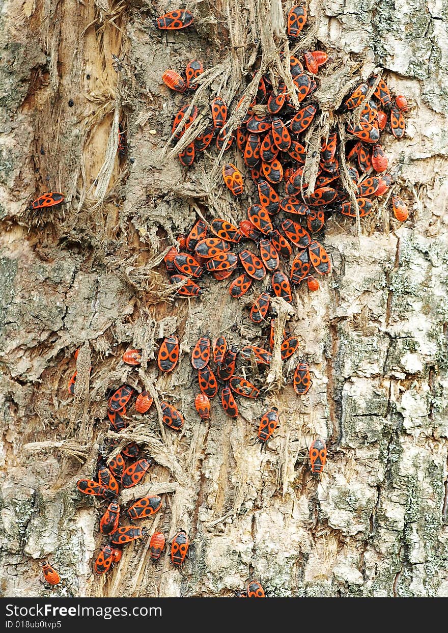 Large Colony Of Red Bugs Over Old Linden Tree