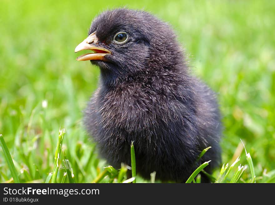 Newborn chick on green grass