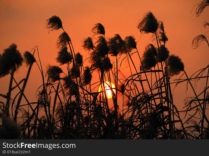 Reed in the wind