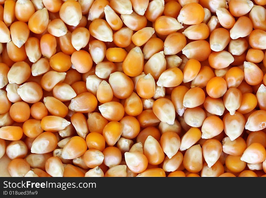 Macro shot of popcorn kernels as a background. Macro shot of popcorn kernels as a background