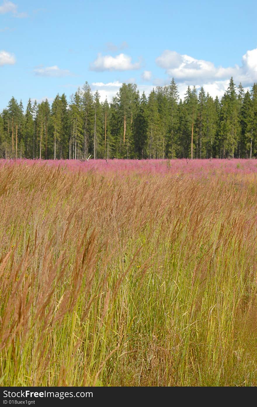 Summer Field