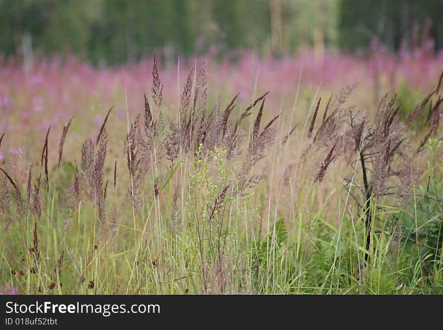 Summer field