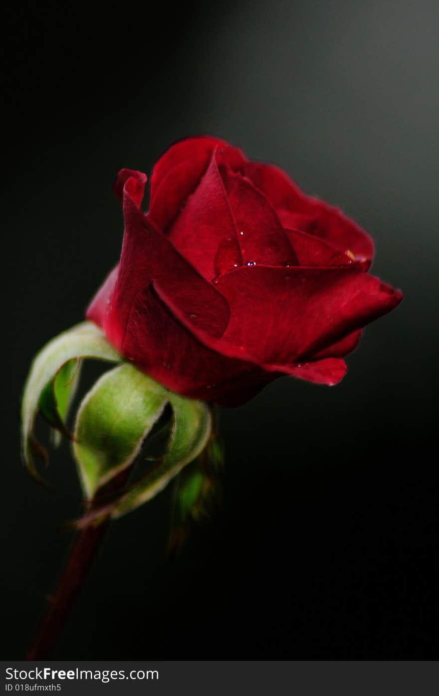 Freshly bloomed rose soft focus against a shallow dark background. Freshly bloomed rose soft focus against a shallow dark background