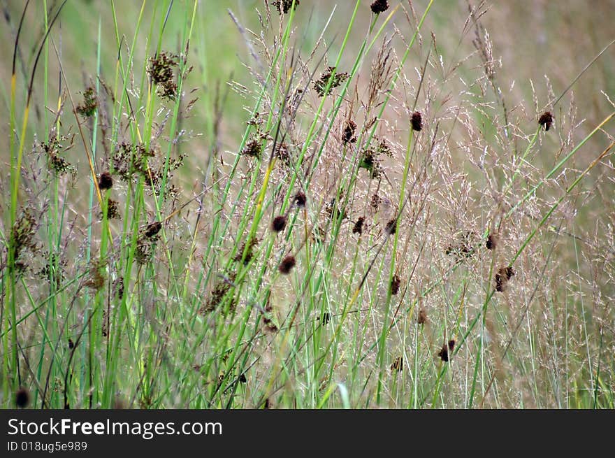 Summer field