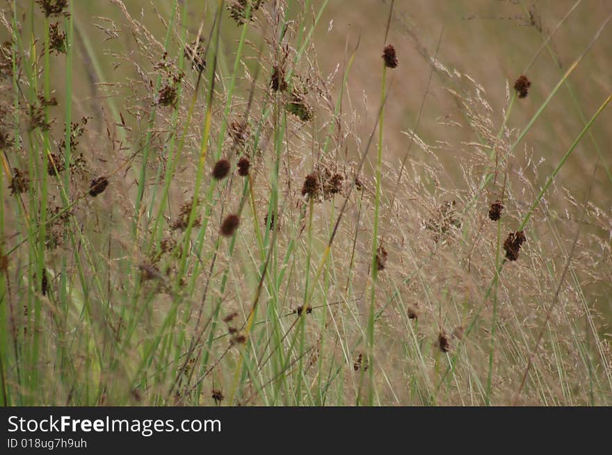 Summer Field