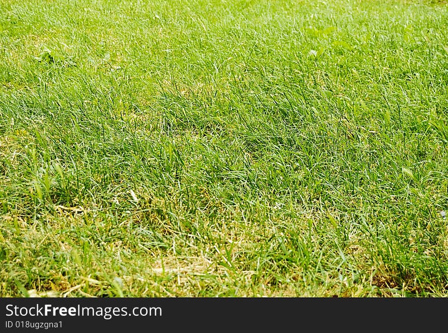 Abstract green grass