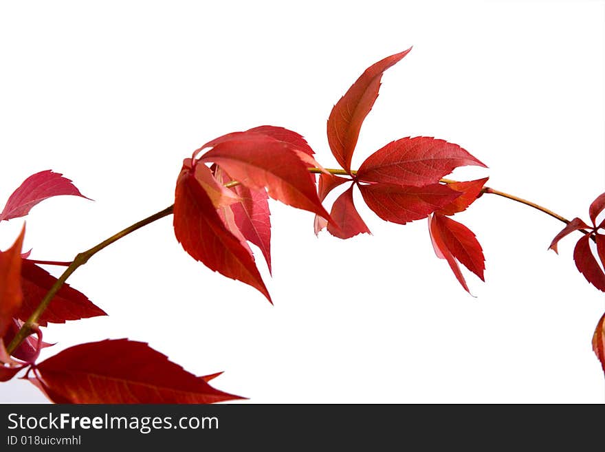 Leafage of wild grape on white background