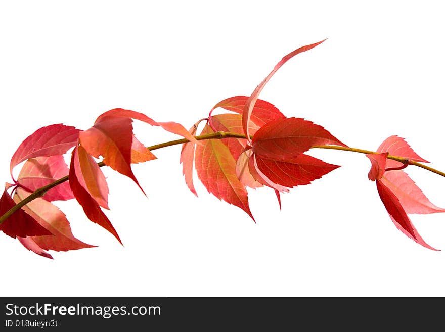 Leafage of wild grape on white background