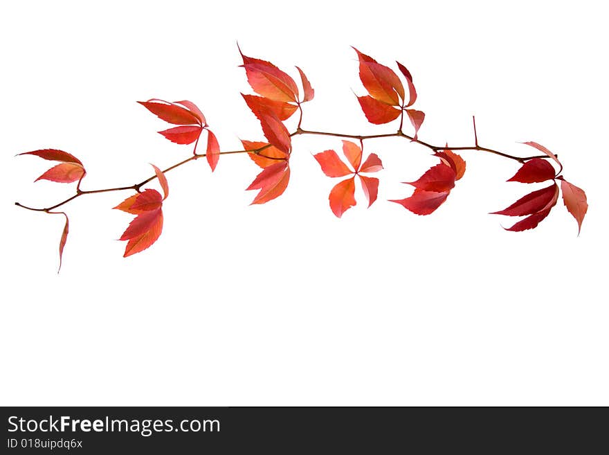 Leafage of wild grape on white background