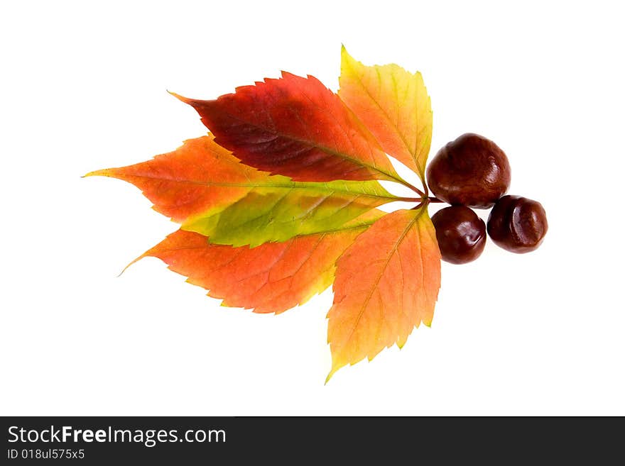 Leafage of wild grape on white background