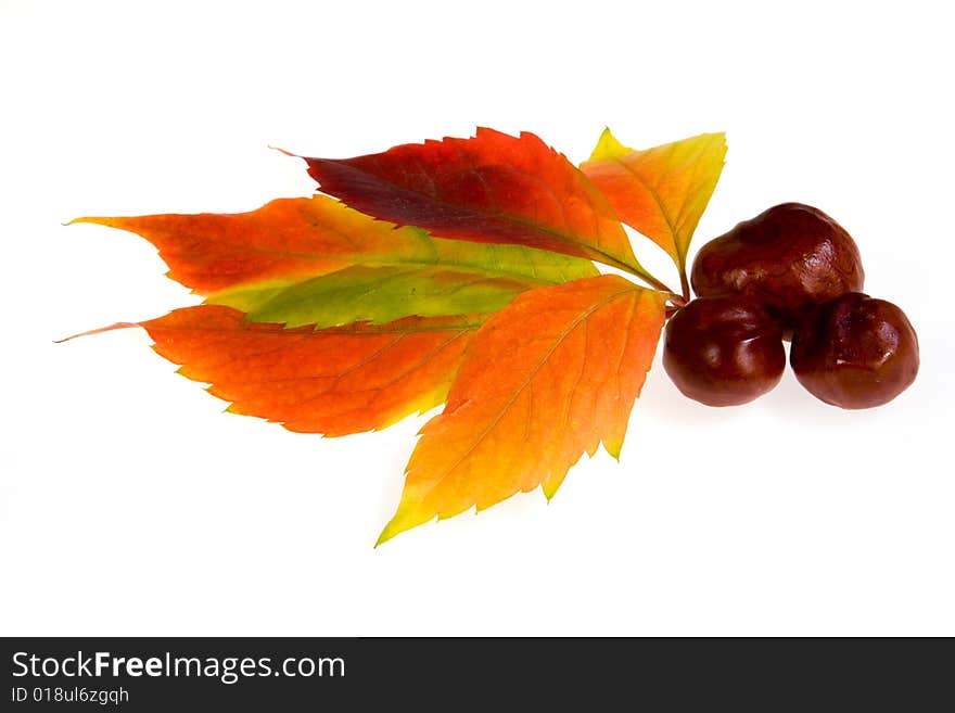 Leafage of wild grape on white background