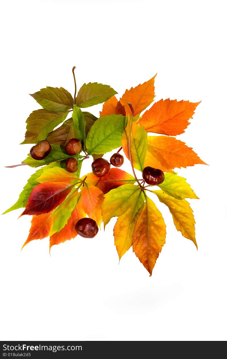 Leafage of wild grape on white background