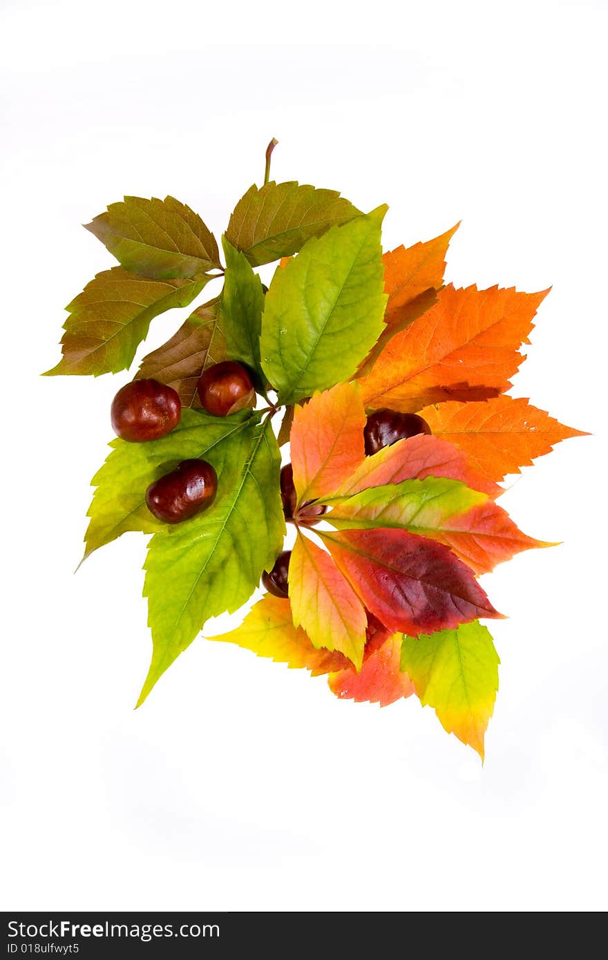 Leafage of wild grape on white background