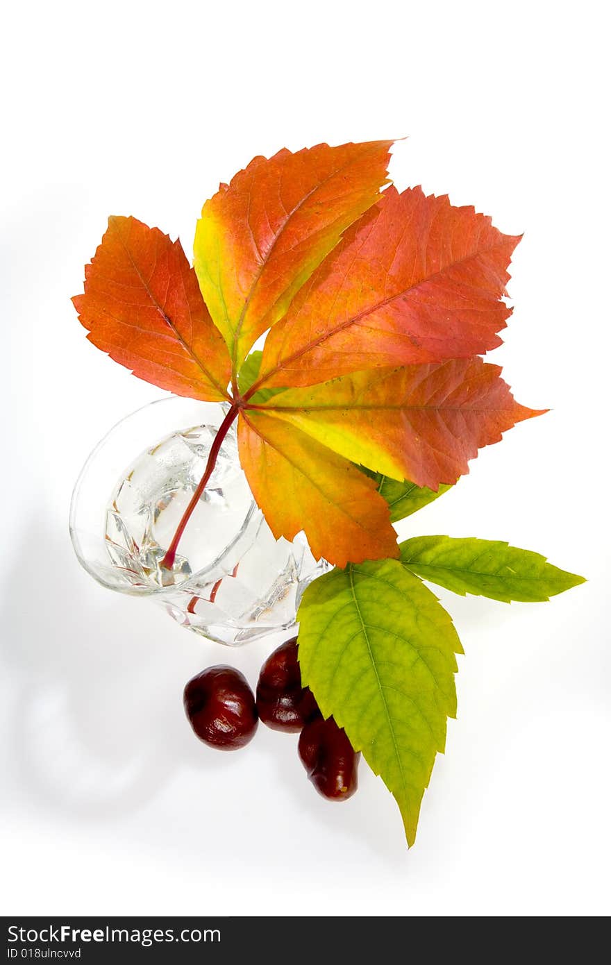 Leafage of wild grape on white background