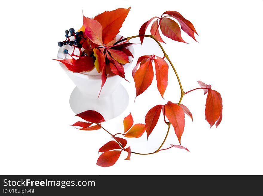 Leafage of wild grape on white background