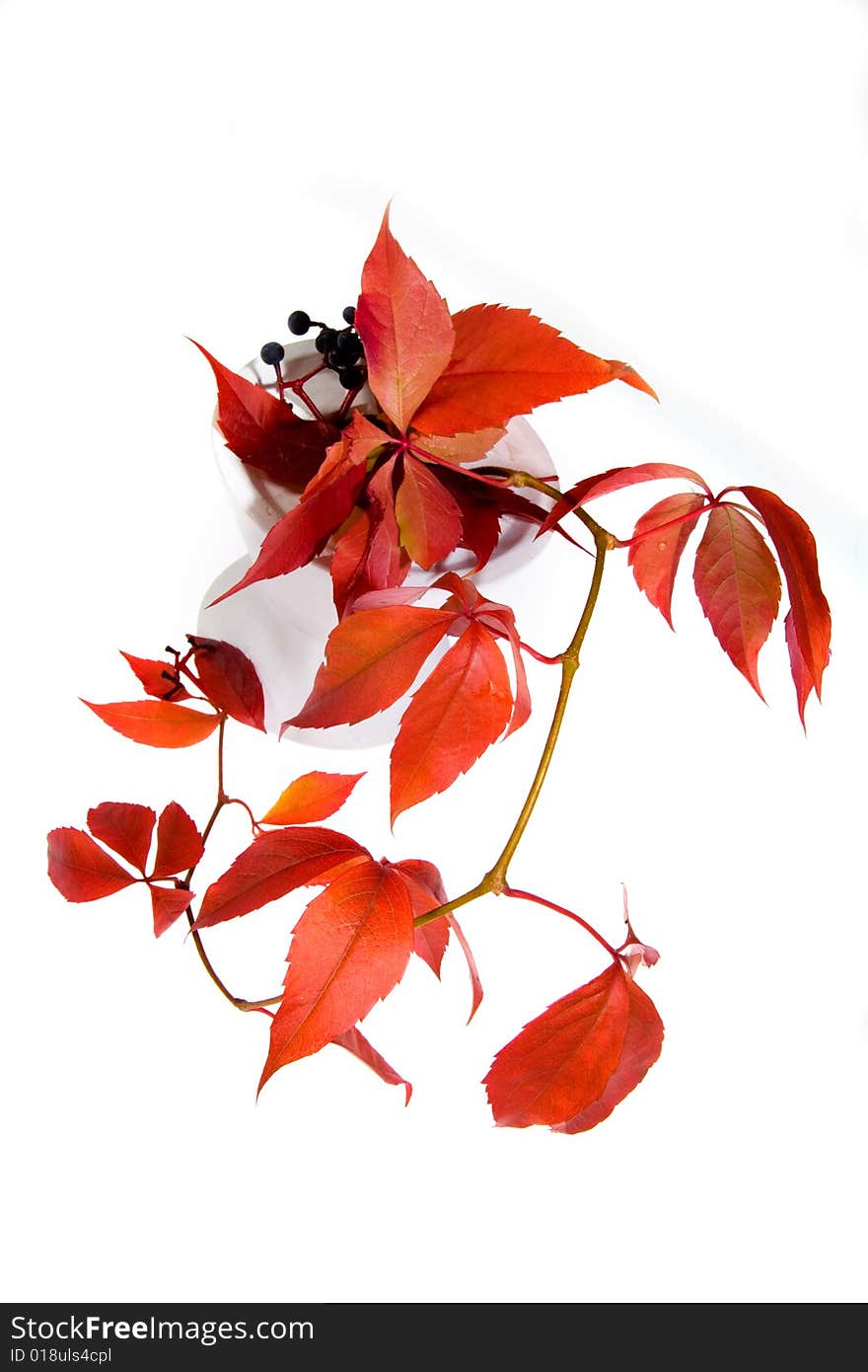 Leafage of wild grape on white background