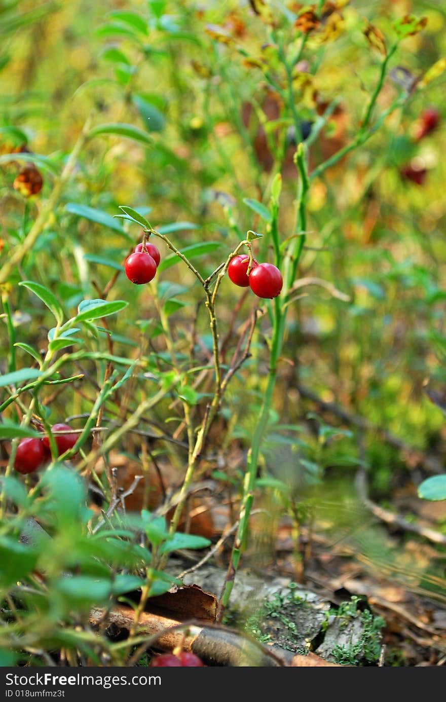 Berries cranberries