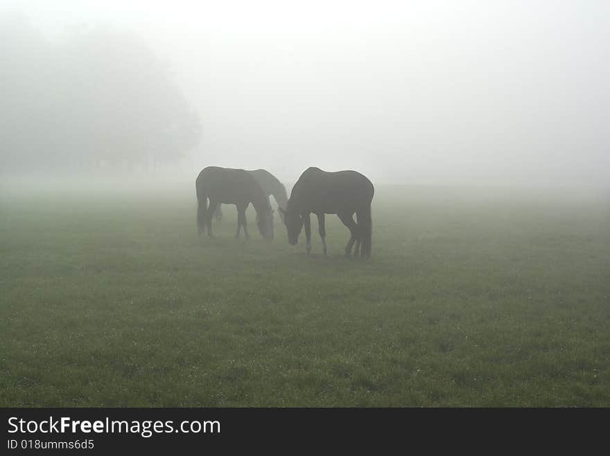 Horses On A Misty Morning.