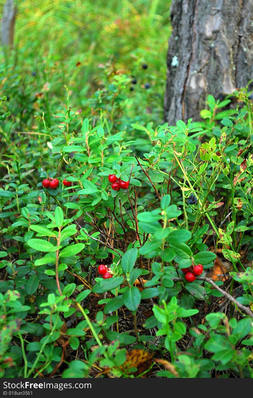 Berries growing in the forests of Russia, Cheboksary, Chuvash, Mari-El. Berries growing in the forests of Russia, Cheboksary, Chuvash, Mari-El