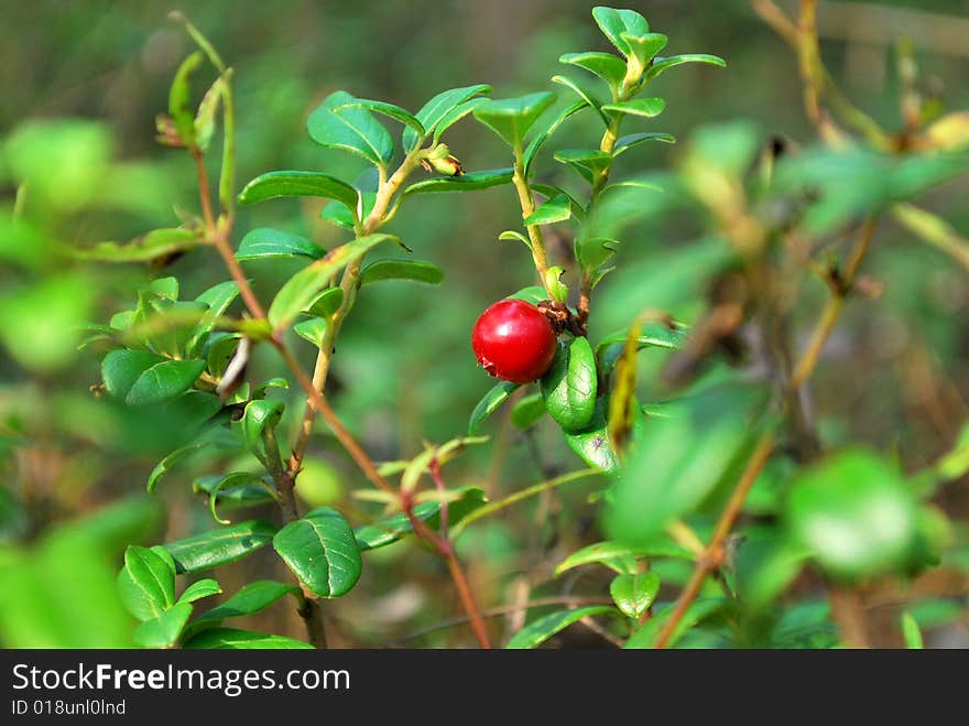 Berries cranberries