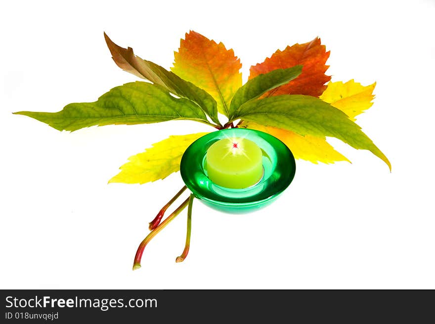 Leafage of wild grape on white background