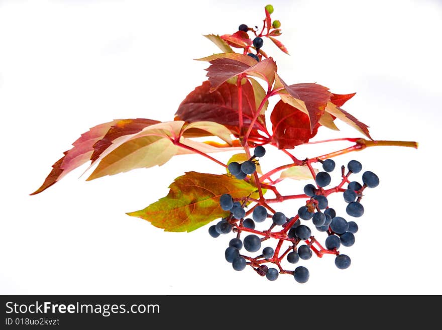 Leafage of wild grape on white background