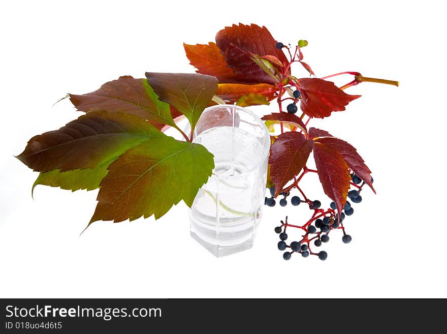 Leafage of wild grape on white background