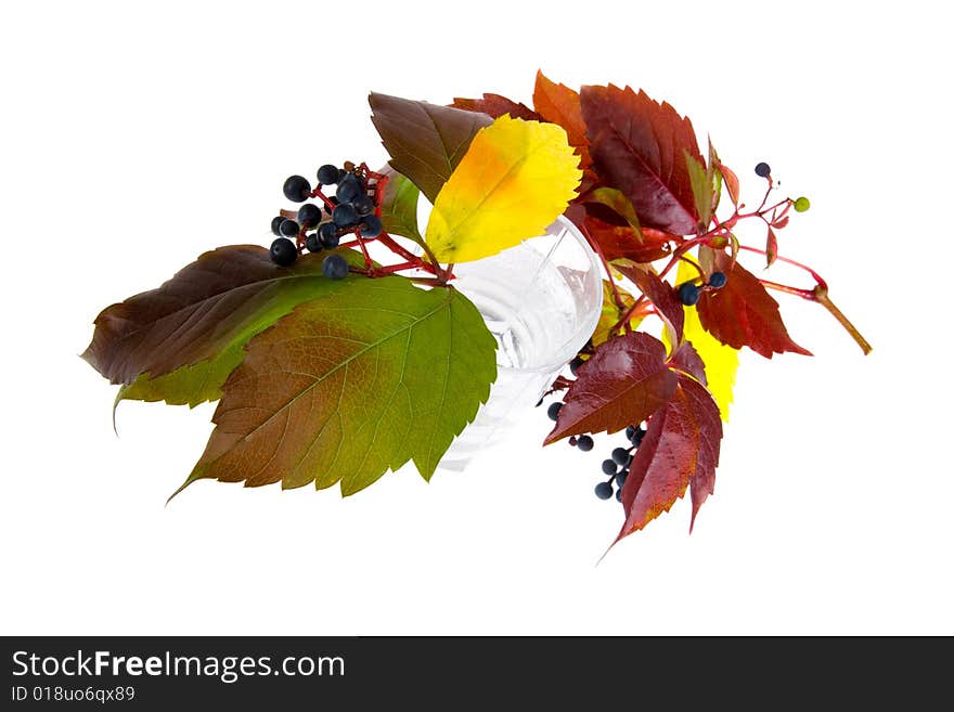 Leafage of wild grape on white background