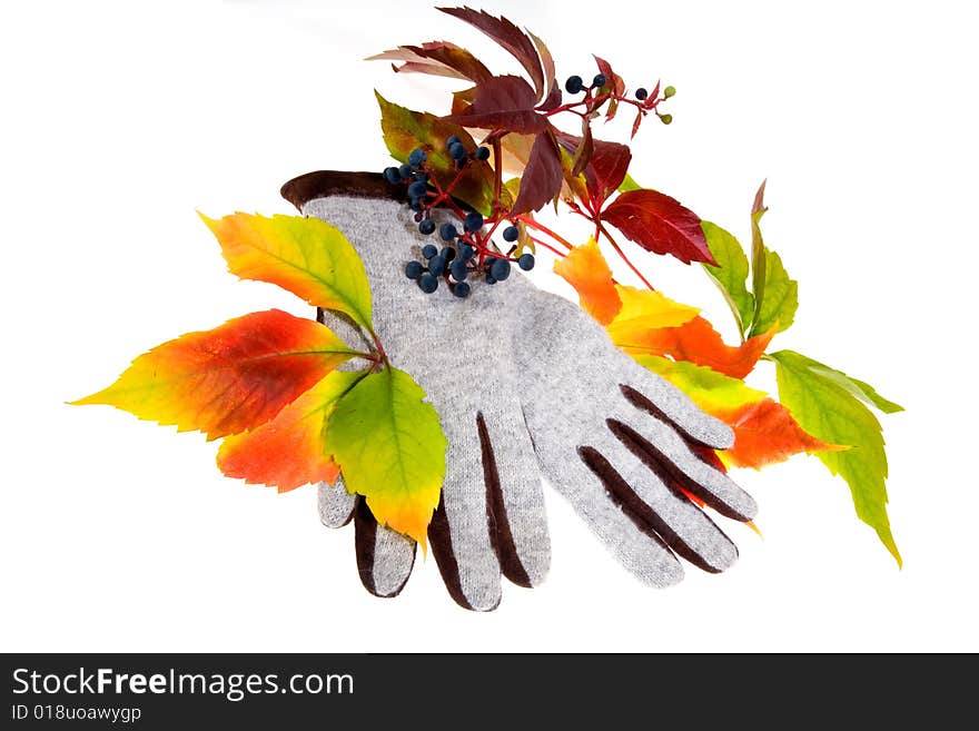 Leafage of wild grape on white background